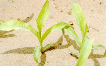 sulfur deficiency in corn