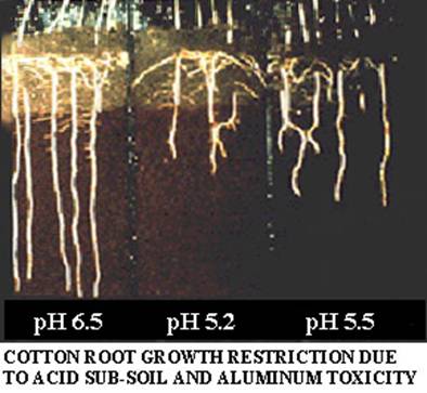 Essay on plant roots