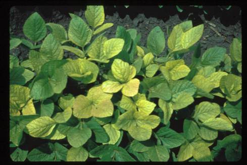 antidote for iron toxicity antidote for iron toxicity